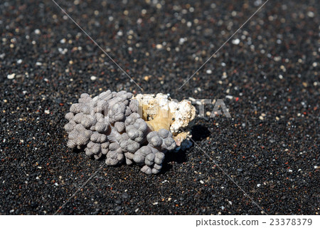 Coral on volcanic black sand beach Coral on volcanic black sand beach 23378379