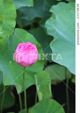 蓮花 23378636