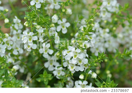 Angelonia Serena Angelonia Serena 23378697