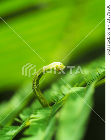 small tiny green leaf worm creeping on green tree small tiny green leaf worm creeping on green tree 23378936