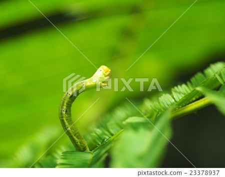 small tiny green leaf worm creeping on green tree 23378937