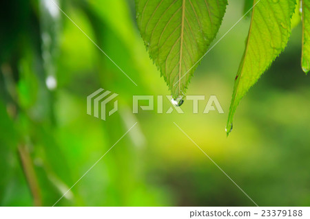Rain drop and leaves 23379188