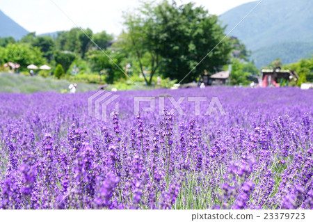 Lavender flowers Yagisaki Park 23379723
