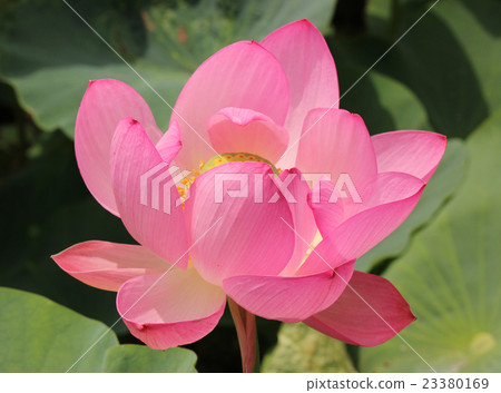Flowering lotus flower (3) 23380169
