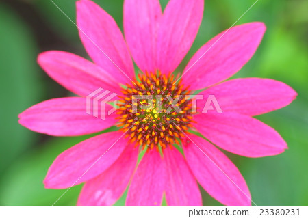Echinacea Echinacea 23380231