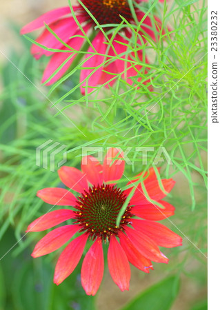 松果 松果 23380232