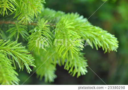 Beautiful Yew Twig With Dew Outdoor 23380298
