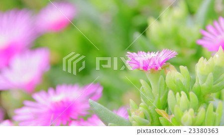 Meadowsweet 23380363