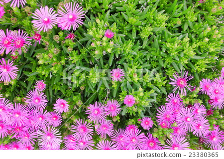 松菊 松菊 23380365