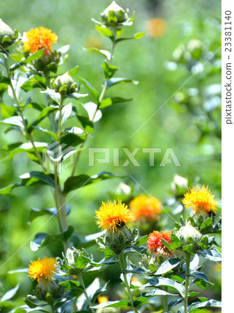 Brilliant flowers of safflower when it began to bloom 23381140