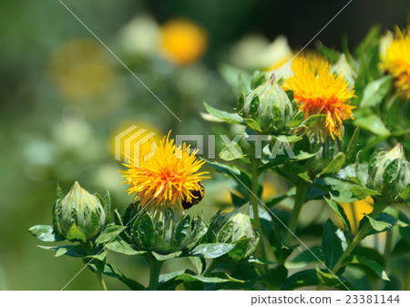 Brilliant flowers of safflower when it began to bloom 23381144