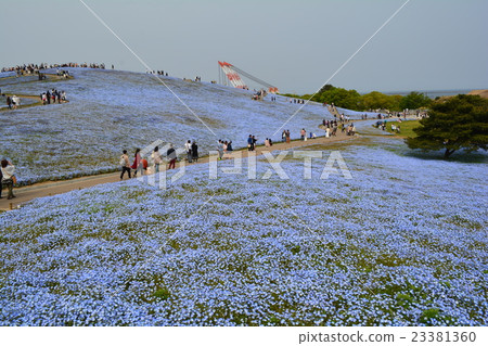 Nemophila at seaside park Nemophila at seaside park 23381360