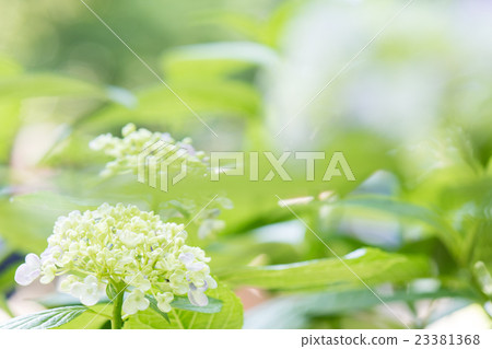 Hydrangea 23381368