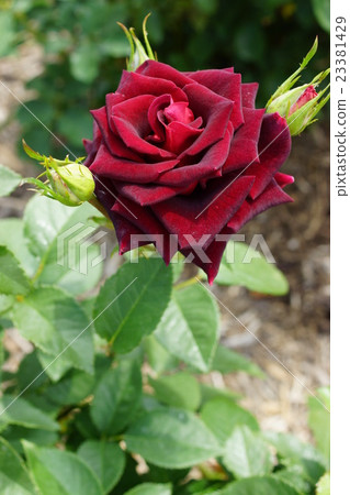 玫瑰（黑美人）Sakaki Chikumagawa玫瑰園 23381429