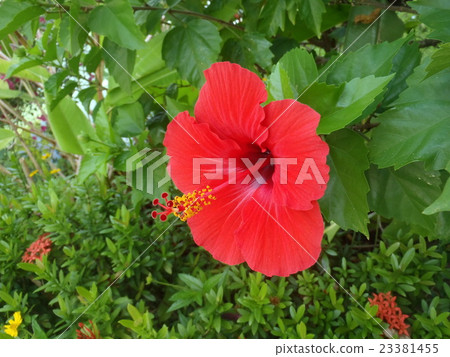 Bright Hibiscus 23381455