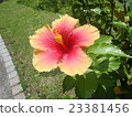 Beautiful hibiscus of pink gradation 23381456