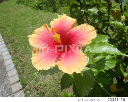 Beautiful hibiscus of pink gradation 23381456