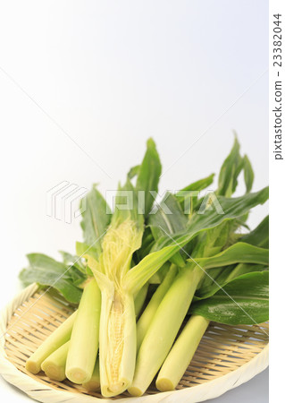 Yam Yang Corn 23382044