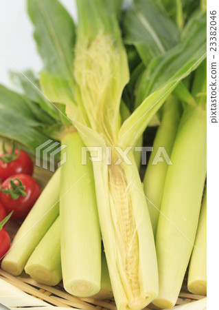 Yam Yang Corn 23382046