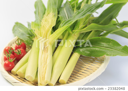 Yam Yang Corn 23382048