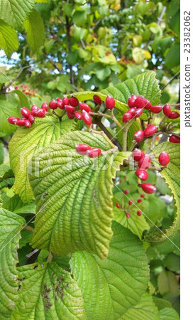 Viburnum 23382062
