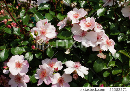 玫瑰(Pink Sakurina)Sakaki Chikumagawa玫瑰園 玫瑰(Pink Sakurina)Sakaki Chikumagawa玫瑰園 23382271