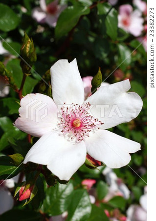 玫瑰(Pink Sakurina)Sakaki Chikumagawa玫瑰園 玫瑰(Pink Sakurina)Sakaki Chikumagawa玫瑰園 23382273