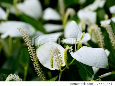 Half-summer students who turned white 23382461