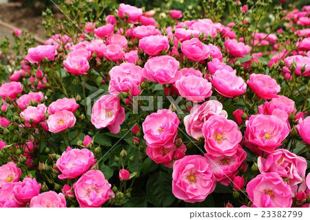 Rose (share magic) Sakaki Chikumagawa Rose Park 23382799