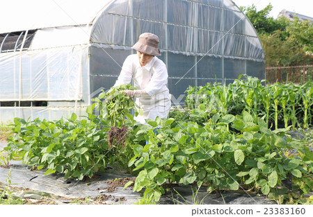 Household vegetable garden No edible uplift Household vegetable garden No edible uplift 23383160