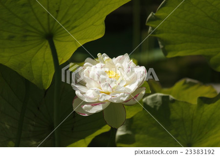 蓮花式鑿子 蓮花式鑿子 23383192