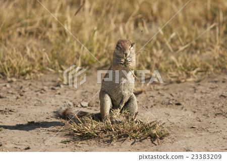 squirrel squirrel 23383209