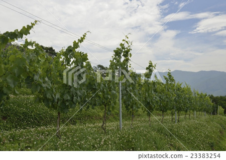 Tomi no Hill·Vineyard（山梨縣） 23383254