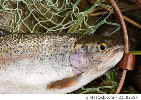 虹鱒魚 23383257