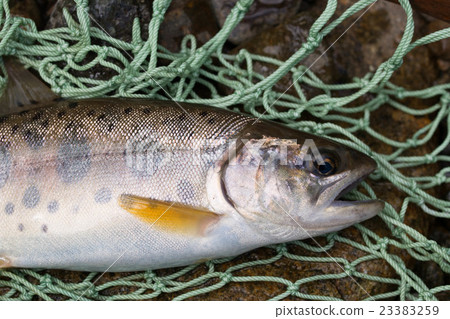 鱒魚 23383259