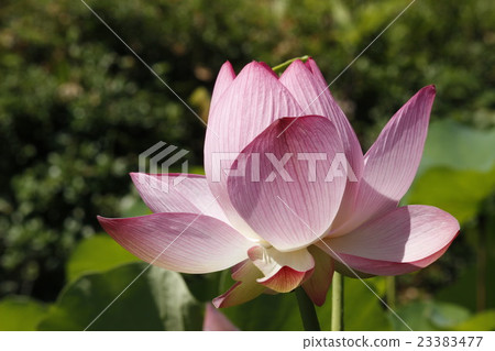 Lotus Atomic lotus Lotus Atomic lotus 23383477