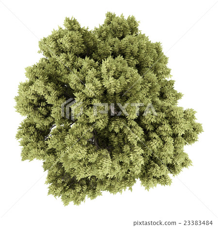 top view of sycamore maple tree isolated on white 23383484