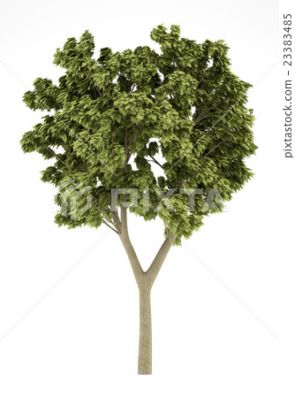 white ash tree isolated on white background 23383485