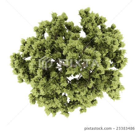 top view of white ash tree isolated on white top view of white ash tree isolated on white 23383486