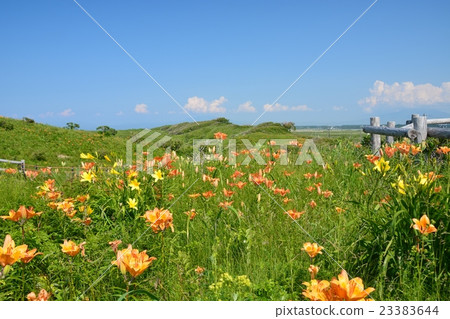 Wild Flower Garden 23383644