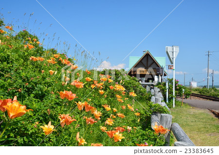 Wild Flower Garden 23383645