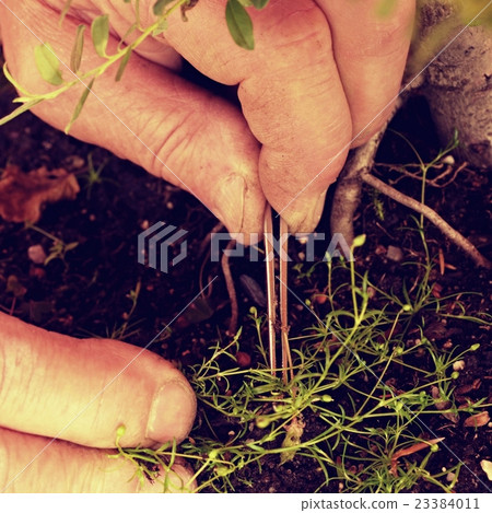 Gardener extract with pincers weed from bonsai tre 23384011