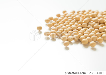Soybean white back Soybean white back 23384409