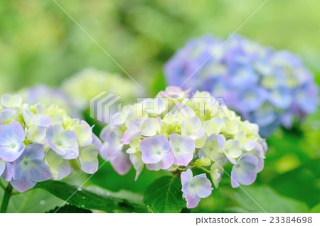 hydrangea hydrangea 23384698