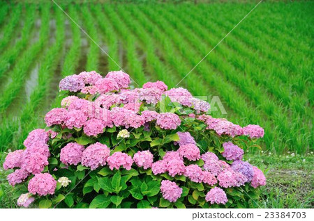 Hydrangea in Kaido-cho Hydrangea in Kaido-cho 23384703
