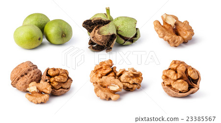 walnuts walnuts 23385567