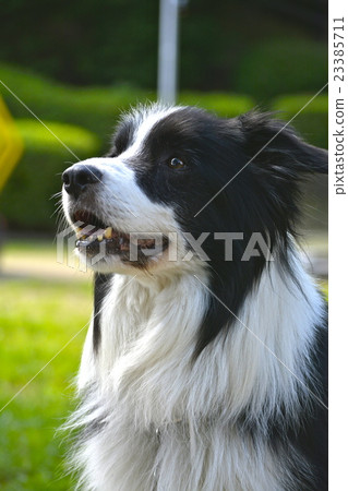 笑狗 笑狗 23385711