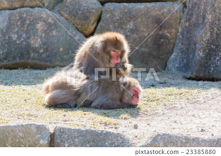 macaca fuscata or Japanese macaque relaxing. 23385880