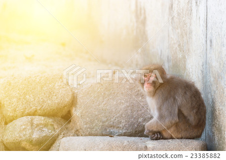 macaca fuscata or Japanese macaque relaxing. 23385882