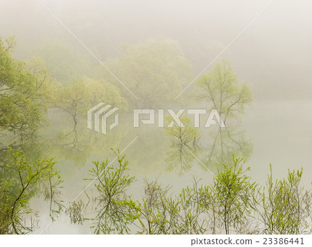 Fresh green submerged forest 2 23386441